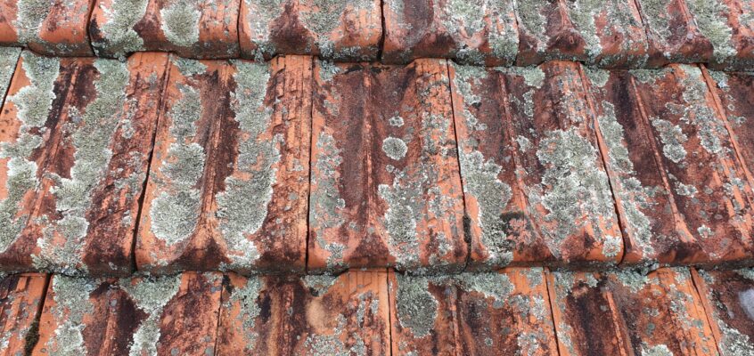 Roof Cleaning- Moss, Algae and Lichens on Clay Roof Tiles